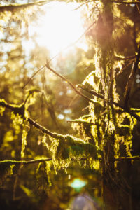 Branch, moss, Silberbach valley in Horn-Bad Meinberg, NRW. Branch, moss, Silberbach valley in Horn-Bad Meinberg, NRW.